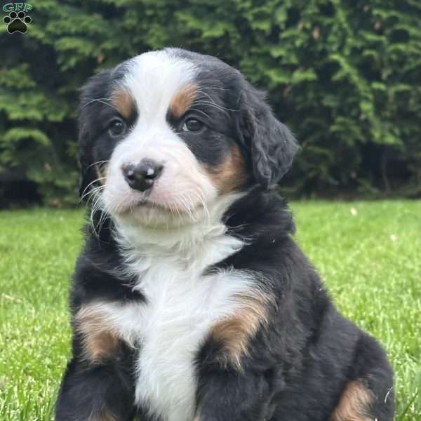 Viviènne, Bernese Mountain Dog Puppy